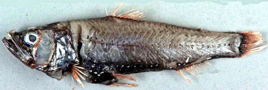 Neoscopelus macrolepidotus_04.jpg